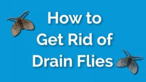how to get rid of drain flies